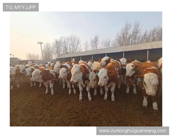 尊龙凯时注册登录安全保障措施确保账号信息安全的实用技巧